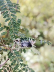Halysidota
