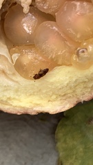 Carpophilus hemipterus