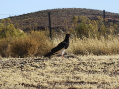 Daptrius megalopterus