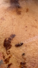 Carpophilus hemipterus