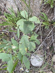 Thermopsis divaricarpa