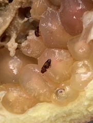 Carpophilus hemipterus