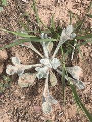 Baileya multiradiata