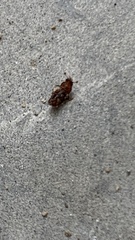 Carpophilus hemipterus