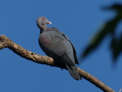 Patagioenas flavirostris