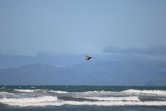 Larus dominicanus dominicanus