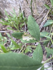 Thermopsis divaricarpa