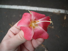 Dombeya cacuminum