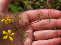 Hypericum tenuifolium