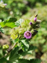 Fuertesimalva limensis