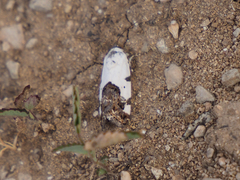 Acontiini