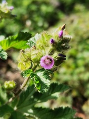 Fuertesimalva limensis