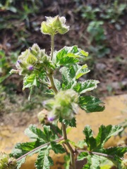 Fuertesimalva limensis