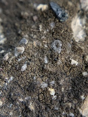 Endocarpon pallidulum