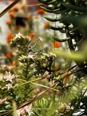 Callophrys xami