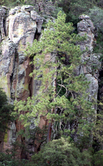 Pinus teocote