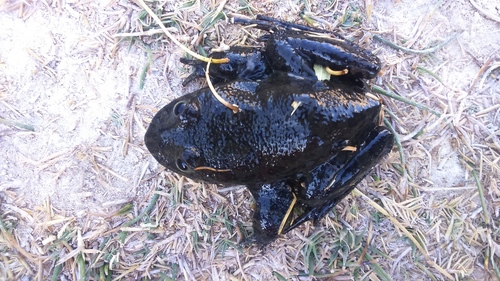 Chili Water Frog, Telmatobius arequipensis