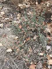 Eriogonum cinereum