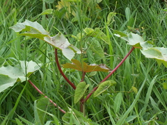Ricinus communis