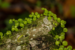 Peperomia rotundifolia image