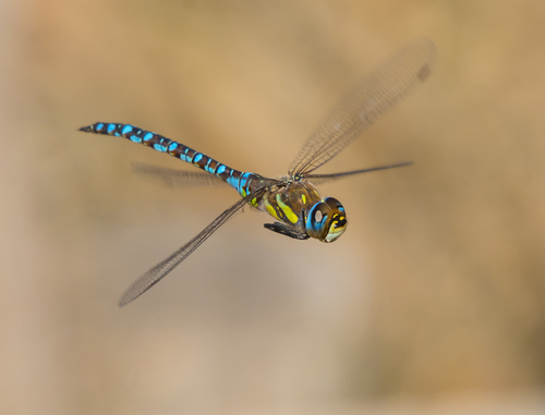 Migrant Hawker, photo 4 of 10