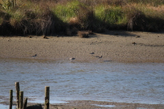 Limosa lapponica baueri