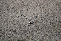 Todiramphus sanctus vagans