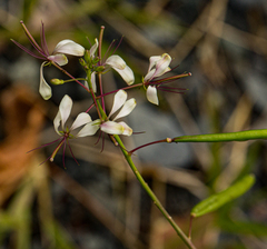 Cleome