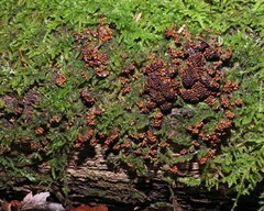 Leocarpus fragilis