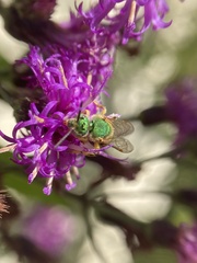 Agapostemon