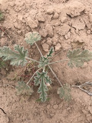 Sphaeralcea hastulata
