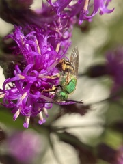 Agapostemon