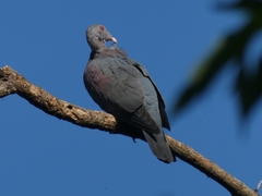 Patagioenas flavirostris