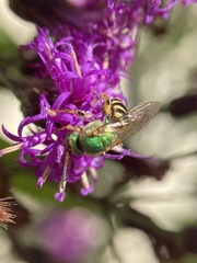 Agapostemon
