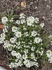 Lobularia