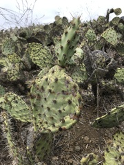Opuntia littoralis