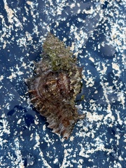 Chicoreus florifer