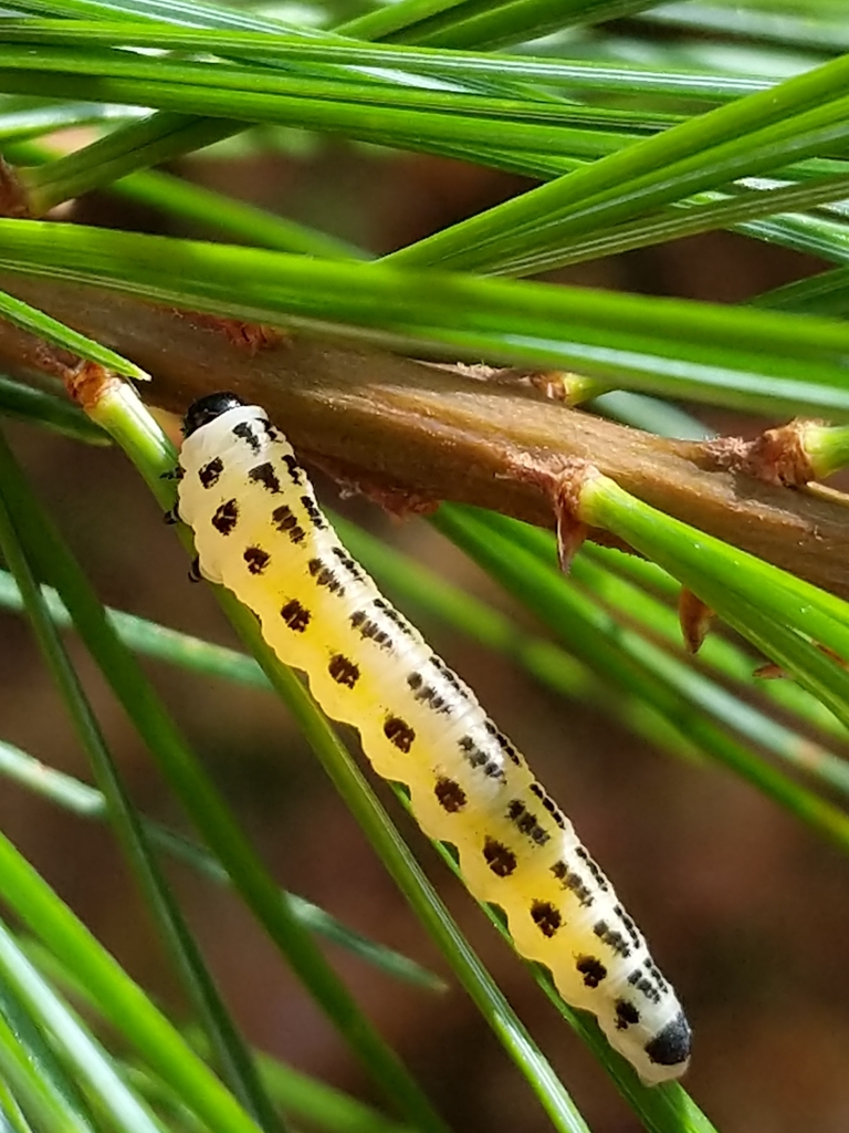 White Pine Sawfly