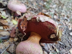 Rubroboletus eastwoodiae