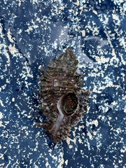 Chicoreus florifer