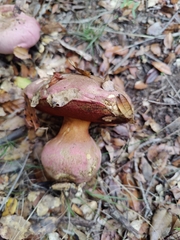 Rubroboletus eastwoodiae