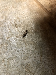 Acrolophus popeanella