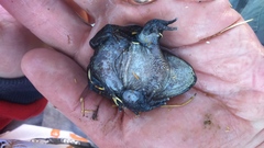 Telmatobius arequipensis