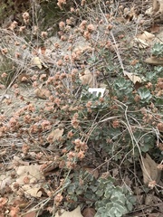 Eriogonum cinereum