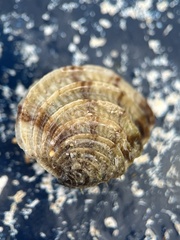 Chione elevata