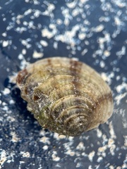 Chione elevata
