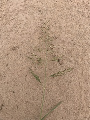 Eragrostis lehmanniana