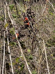 Ipomoea coccinea