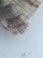 Chione elevata