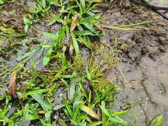 Fimbristylis griffithii